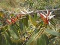 Xylopia aromatica